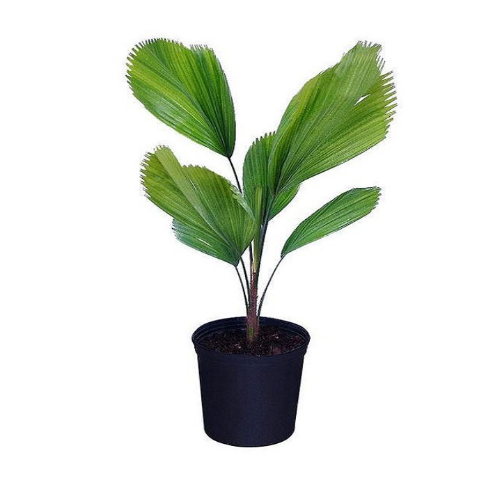 نخل بادبزنی